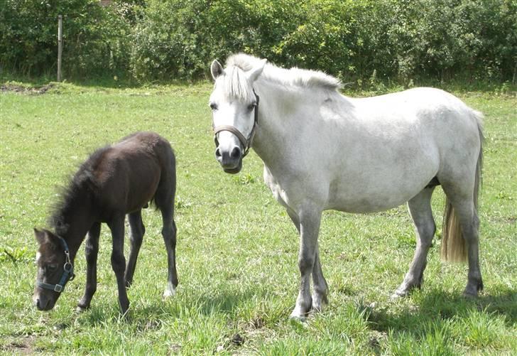 Anden særlig race Welsh mountain Mille SOLGT billede 6