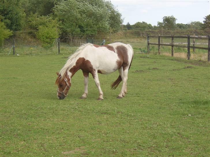 Pinto Bella - smukke Bella, på græs :) billede 17