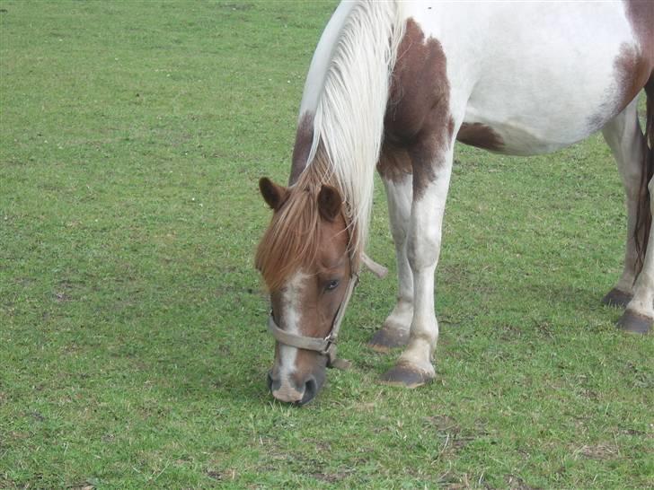 Pinto Bella - smukke Bella, på græs :) billede 18