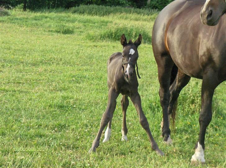 Dansk Varmblod Mazy *Solgt* - Hey er det bambi på glatis??? billede 12