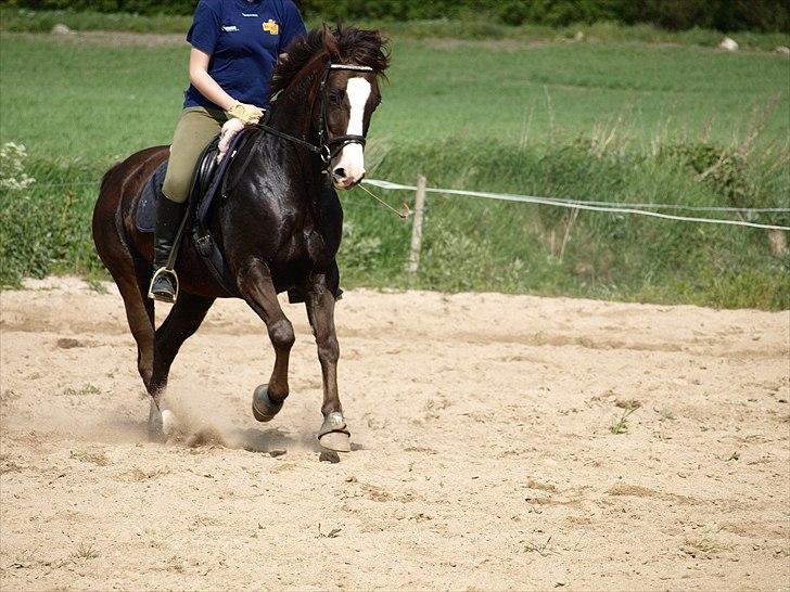 Anden særlig race FELIX DELIGHT - *Ikke vores stærke side, men langt fra heller ikke vores svageste! *Fotograf: Nanna Carlsen(Dogpaw.dk) billede 12