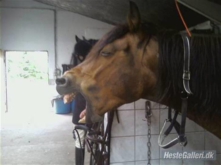 Anden særlig race Don slgt billede 1