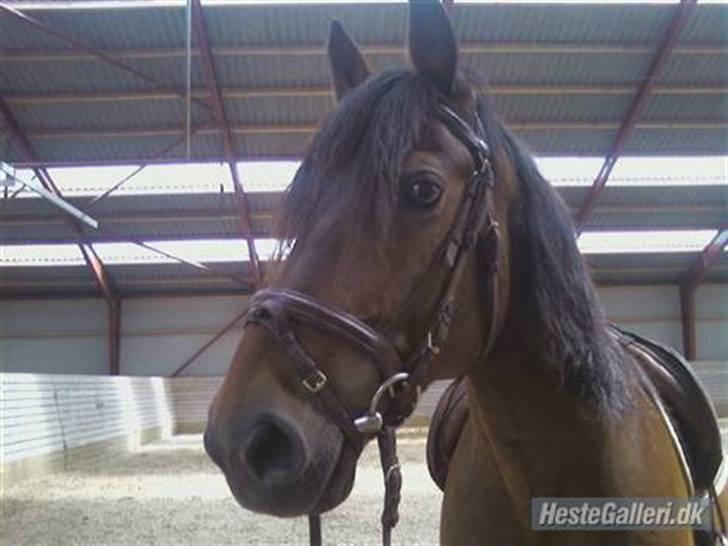 Anden særlig race Don slgt billede 2