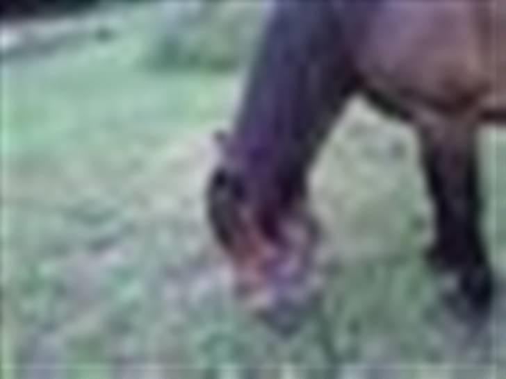 Anden særlig race Don slgt billede 4