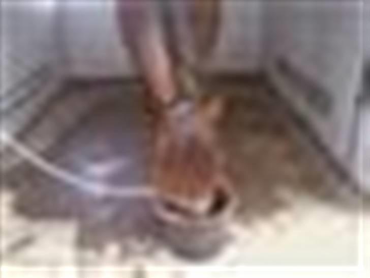 Anden særlig race Don slgt billede 5