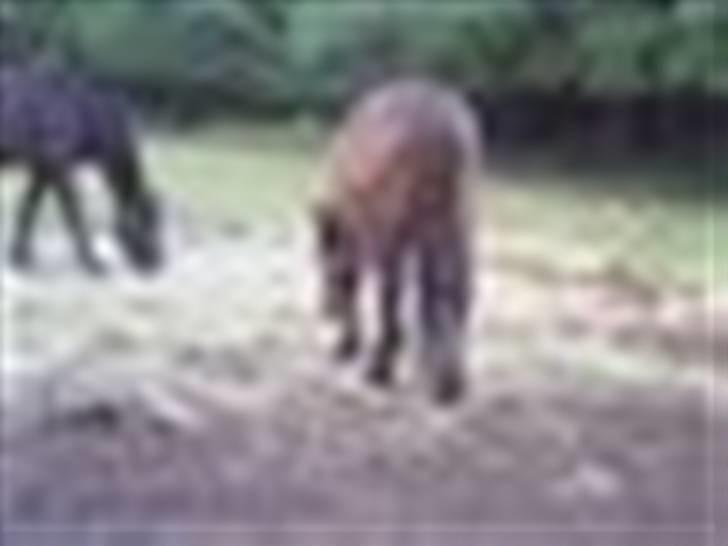 Anden særlig race Don slgt billede 6