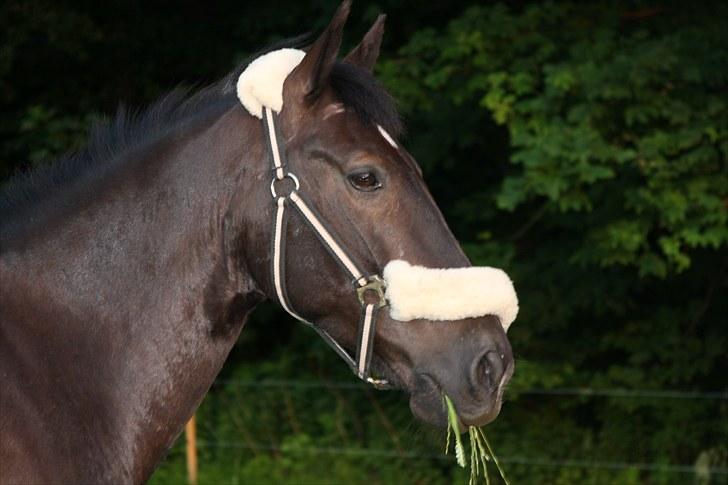 Anden særlig race Indy Boy. (Solgt) - Sommer ferie 2010:-) du er virkelig noget for dig selv min smukke pony:* billede 1