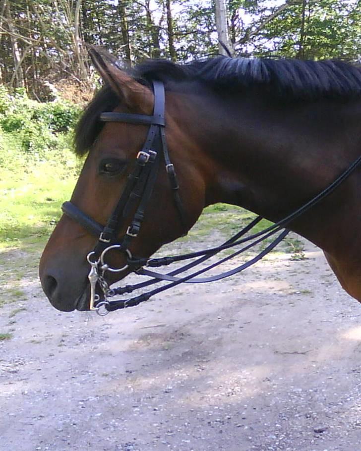 New Forest Bjørndal's Artist - Artist med kandar, er han ikke smuk?<3 billede 11