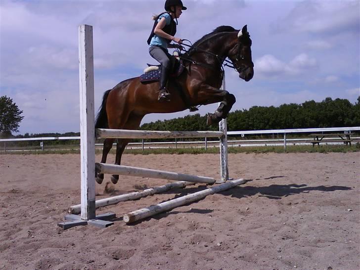 New Forest Bjørndal's Artist - Mig og Artist der springer 90cm billede 12