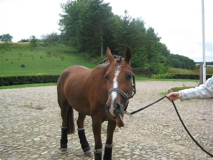 Welsh Cob (sec D) Eilien *Solgt* - Er hun ikke sød??? billede 20