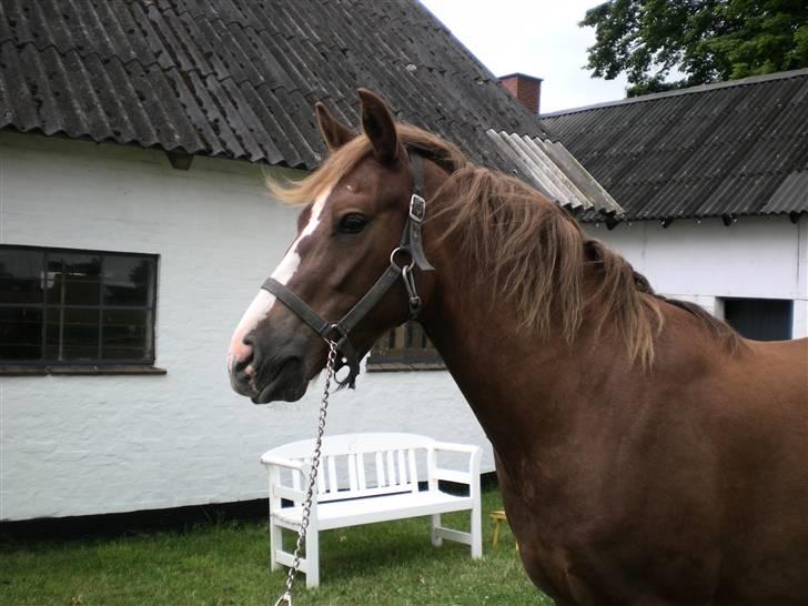 DSP Kenzo (solgt) billede 6