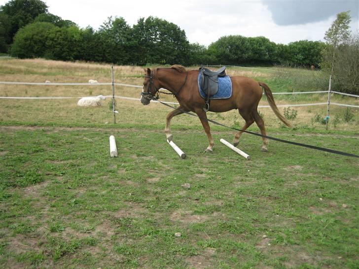 DSP Kenzo (solgt) billede 8