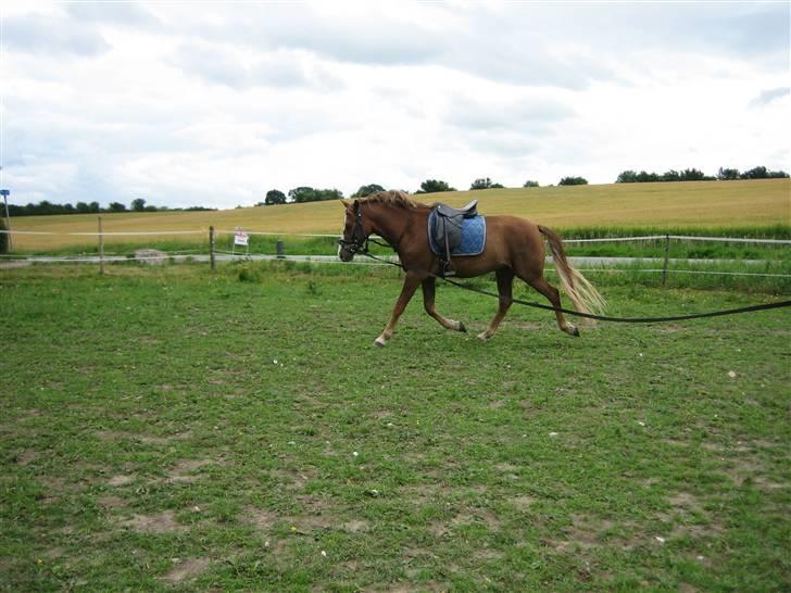 DSP Kenzo (solgt) billede 9