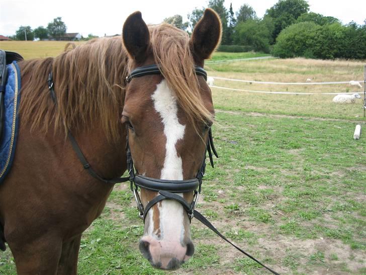 DSP Kenzo (solgt) billede 10