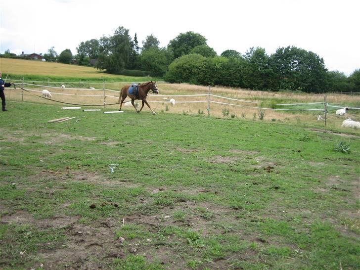 DSP Kenzo (solgt) billede 11