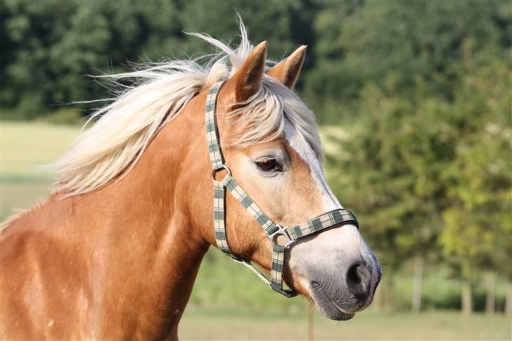 Haflinger hermeline - hermeline  billede 1