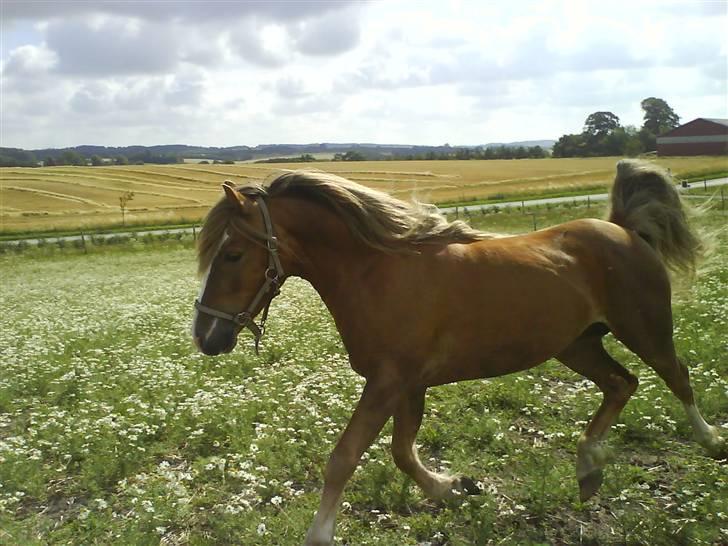 Anden særlig race Frede - En henrykt Frede billede 2