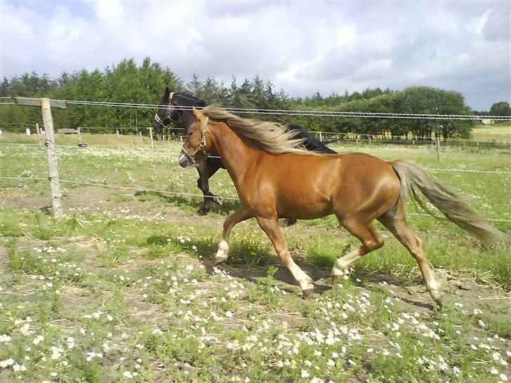 Anden særlig race Frede - Skal vi løbe om kap? billede 3