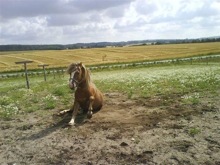 Anden særlig race Frede - Det klør lidt lige der billede 4