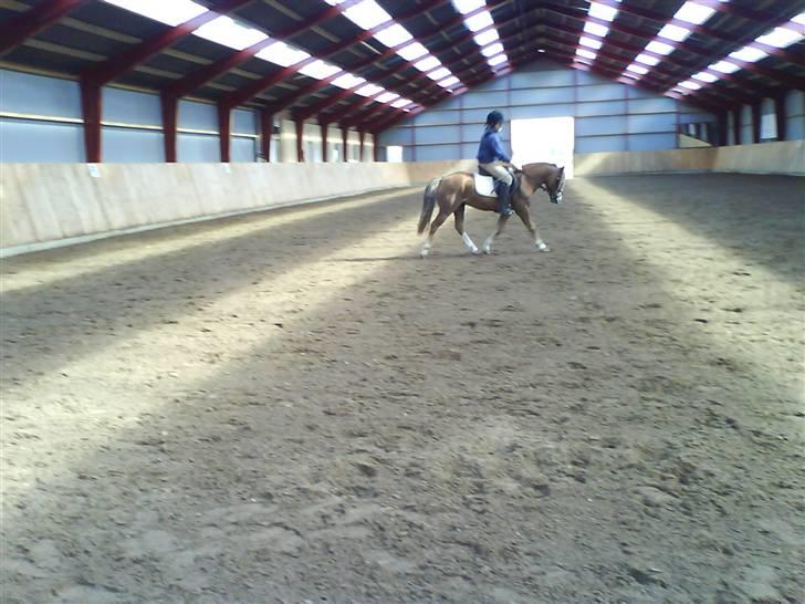 Anden særlig race Frede - Frede billede 5