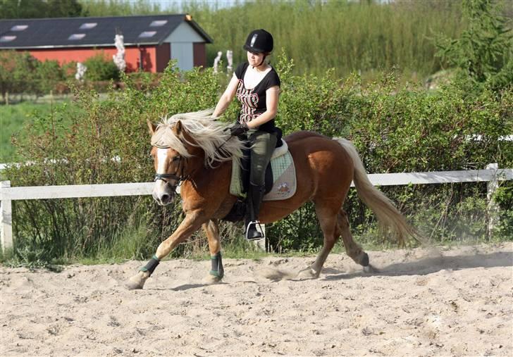 Haflinger hermeline - hermeline med sin rytter anja billede 5