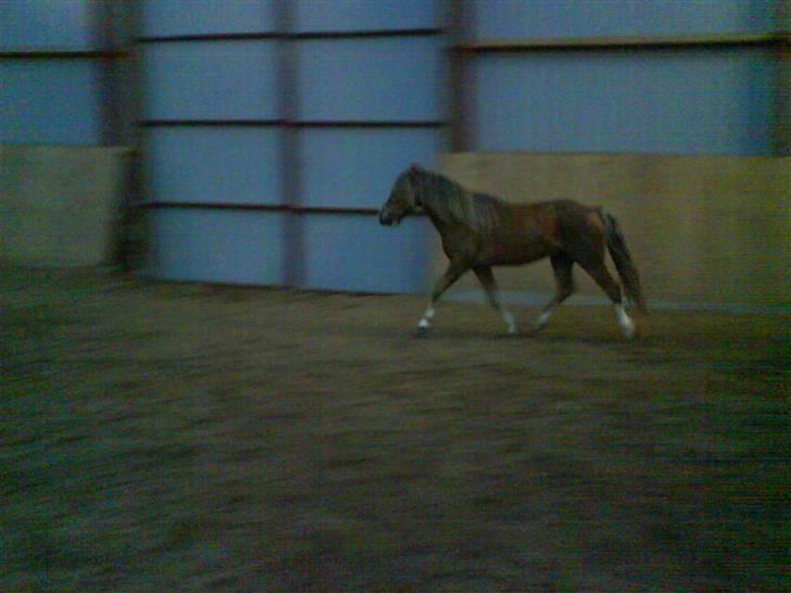 Anden særlig race Frede - Efter 2½ timers kørsel skal jeg lige strække benene billede 8