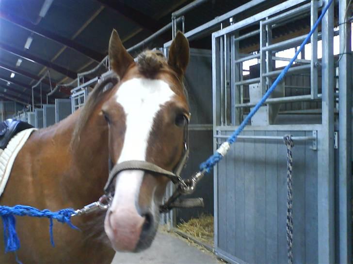 Anden særlig race Frede - Skal til at ride :D  billede 9