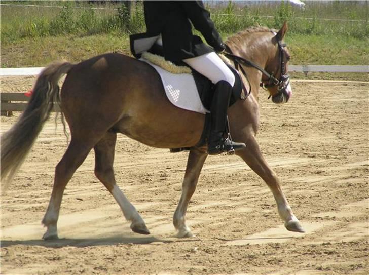 Anden særlig race Frede - Lc2 i kjellerup Måtte gi op da han bukkede extremt men dette billede er da meget godt ;) Taget af Fredes tidliger ejer Inge sommer billede 10