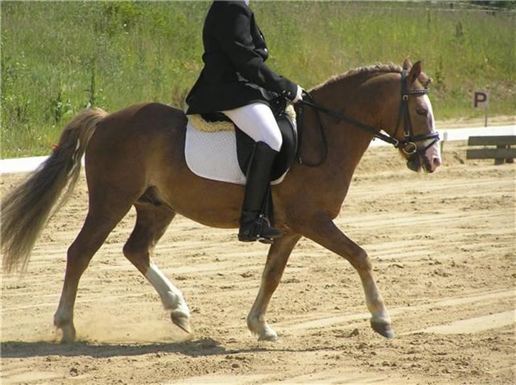Anden særlig race Frede - Lc2 i kjellerup Måtte gi op da han bukkede extremt, taget af fredes tidliger ejer Inge sommer billede 12