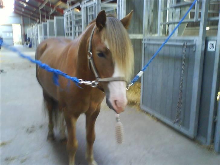 Anden særlig race Frede - Børst lige min lange manke billede 13