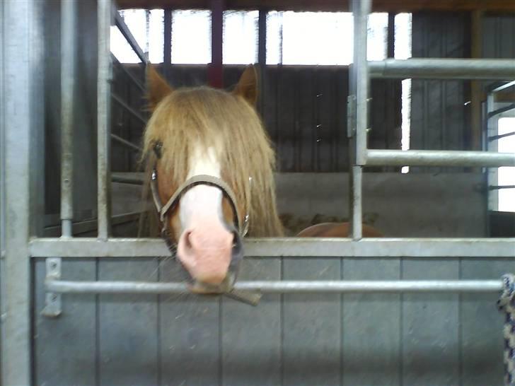 Anden særlig race Frede - Jeg kan jo ikke kigge ud billede 17