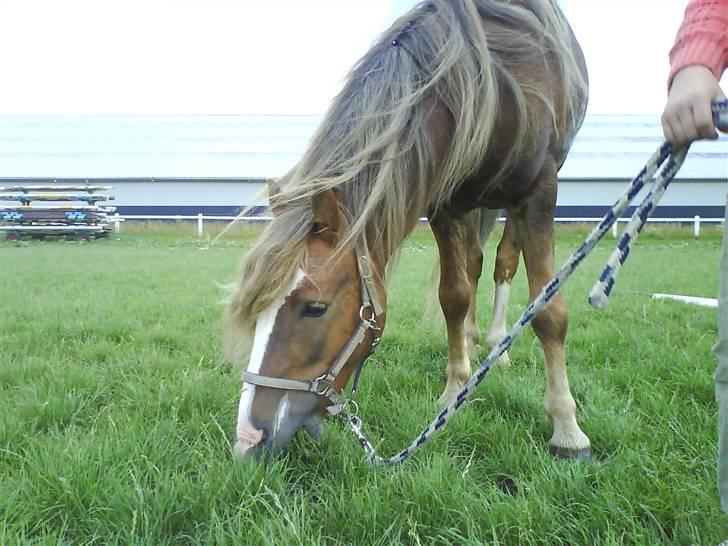 Anden særlig race Frede - Mums Græs billede 18