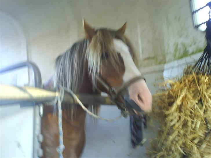 Anden særlig race Frede - I trailerne da jeg bæev hentet. vi holdte lige ind hjemme hos Sinita billede 19