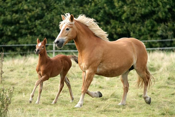 Haflinger hermeline - hermeline og celeste  billede 7