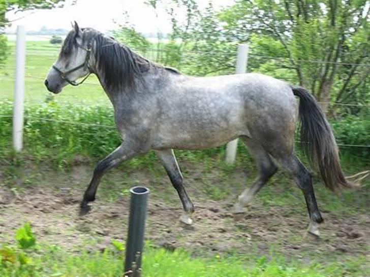 Anden særlig race Stald Speedy's Surprise billede 12