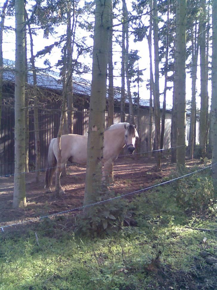 Fjordhest Aadalens Klaus  - Så er han lige blevet smidt på fold ( : billede 15