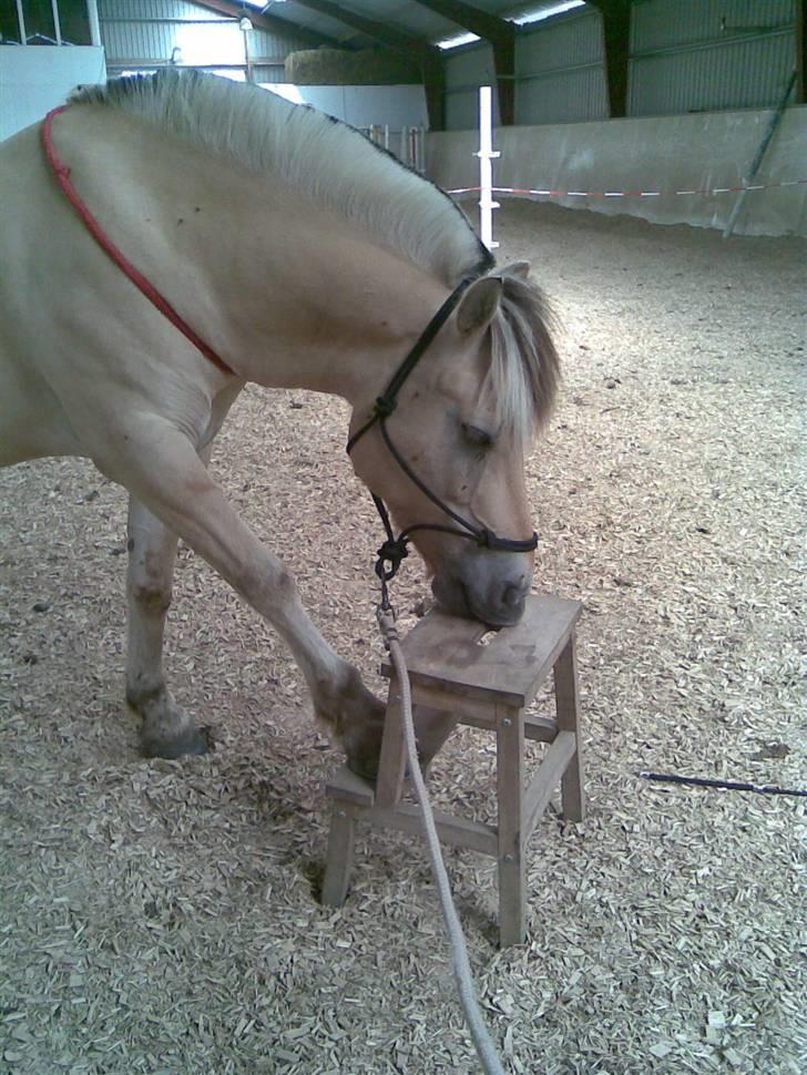 Fjordhest Aadalens Klaus  - Jeg tror stolen smager godt ? billede 17