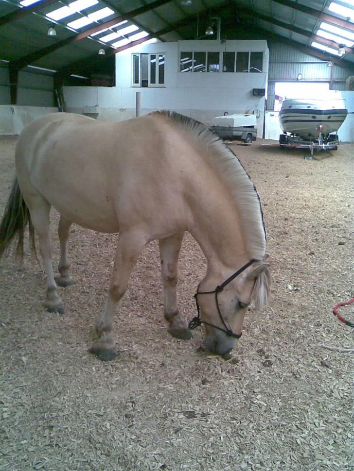 Fjordhest Aadalens Klaus  - Der er vist noget der dufter godt ( : Hehe billede 19