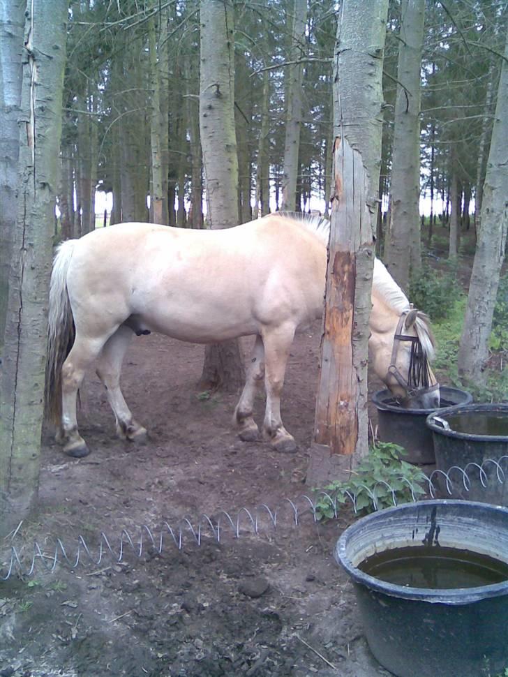 Fjordhest Aadalens Klaus  - Lidt tørstig efter en tur i ridehuset ( : billede 20