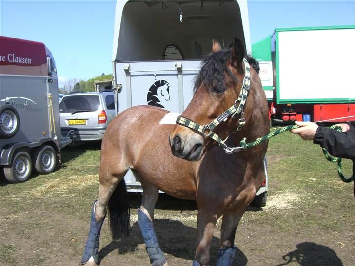 Welsh Pony (sec B) LL Merringgårds Sir Jacob - morsø 2008 billede 6