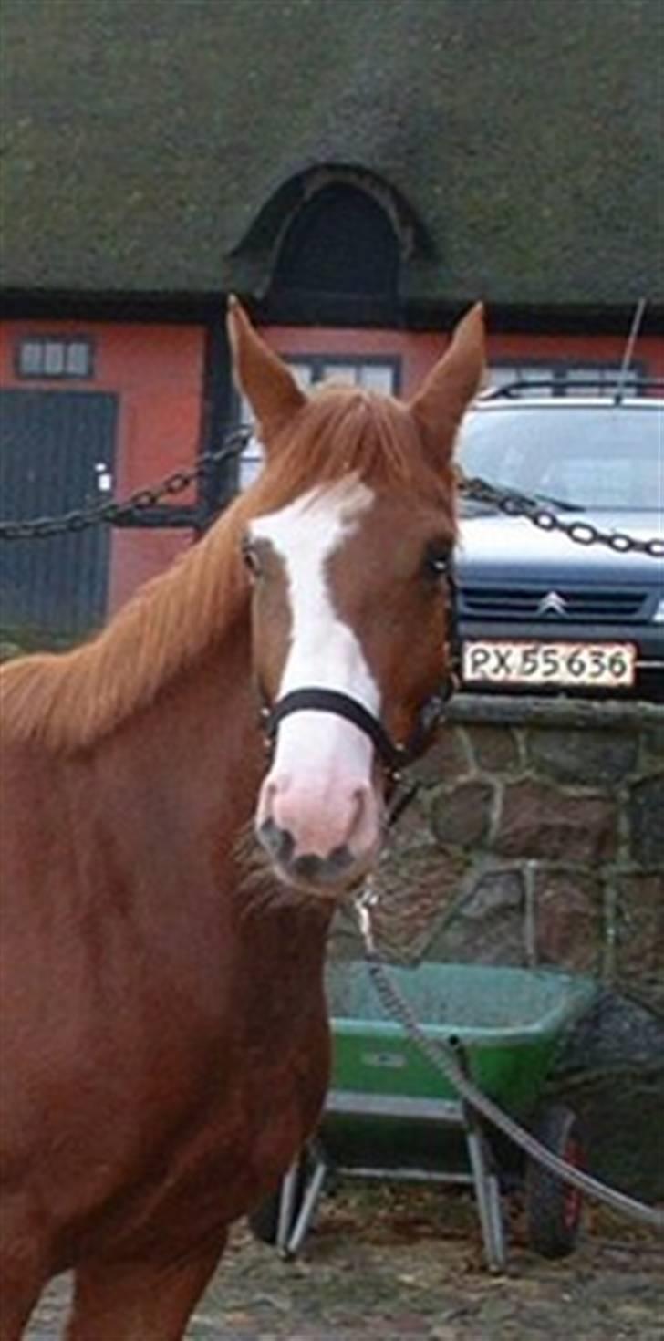 Dansk Varmblod Ressie "Solgt" billede 1