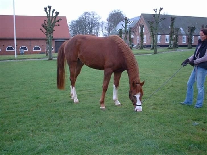 Dansk Varmblod Ressie "Solgt" billede 2