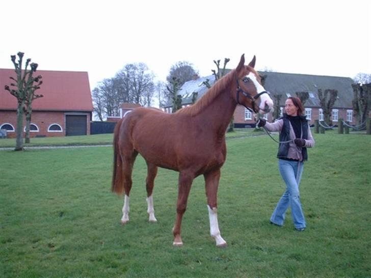 Dansk Varmblod Ressie "Solgt" billede 3