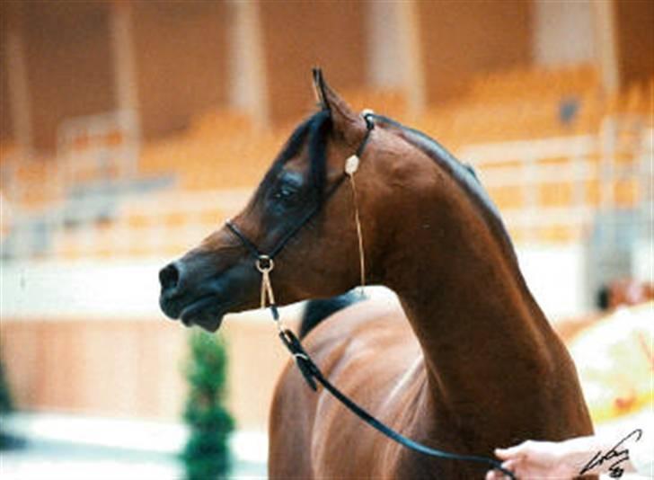 Arabisk fuldblod (OX) mb karatt  billede 2