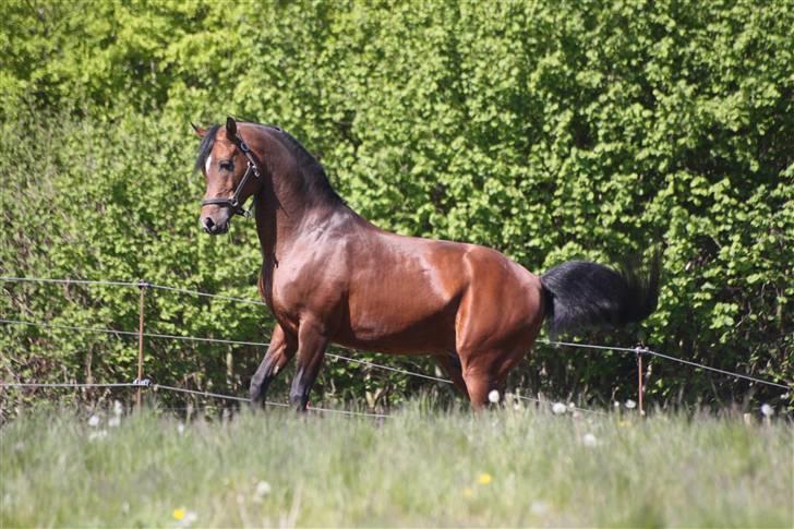 Arabisk fuldblod (OX) mb karatt  billede 3