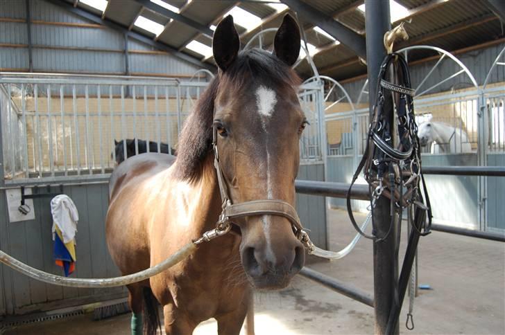 Welsh Pony af Cob-type (sec C) Hamriks Brandy  - Mit navn er øhm ??? billede 12