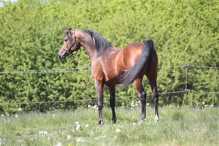 Arabisk fuldblod (OX) mb karatt  billede 4