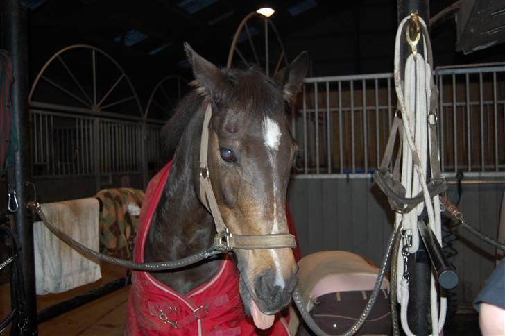 Welsh Pony af Cob-type (sec C) Hamriks Brandy  - smukke pige! billede 14