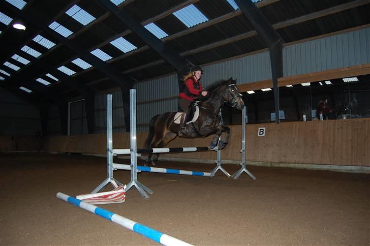 Welsh Pony af Cob-type (sec C) Hamriks Brandy  - min søster og Brandy. billede 16