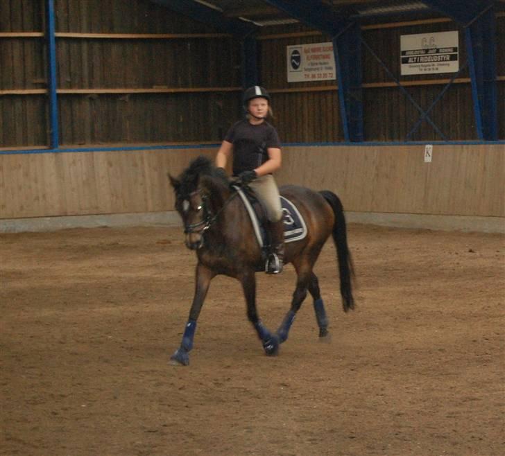 Welsh Pony af Cob-type (sec C) Hamriks Brandy  - dressur undervisning i NDRK. billede 17